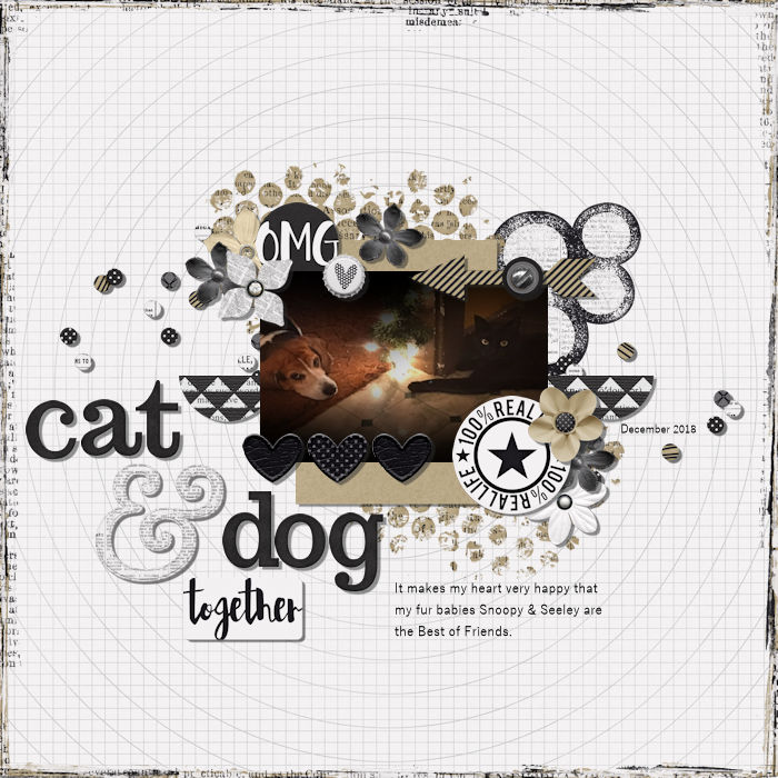 cat & dog together