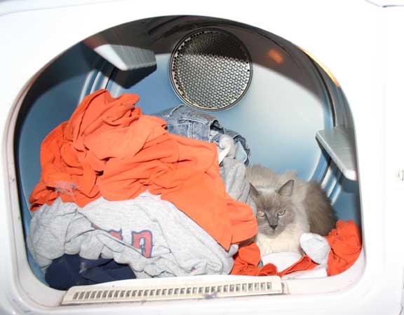 Cat in Dryer