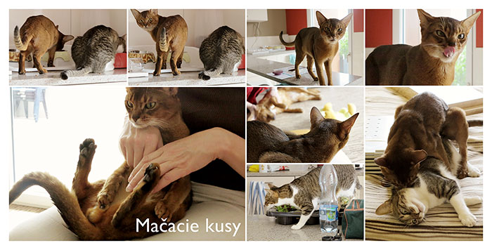 Cat tricks