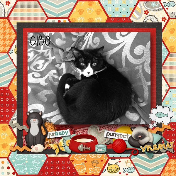 Cats - Cleo