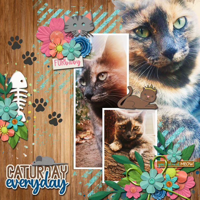 Caturday Everyday