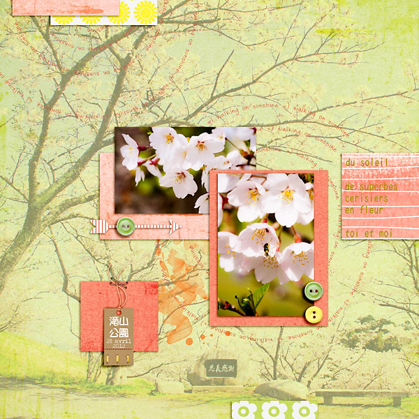 Cherry blossoms 2