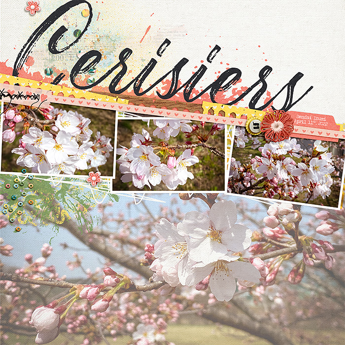 Cherry Blossoms 2022