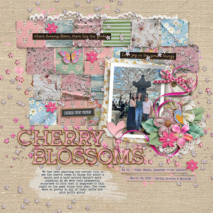 Cherry Blossoms 2025