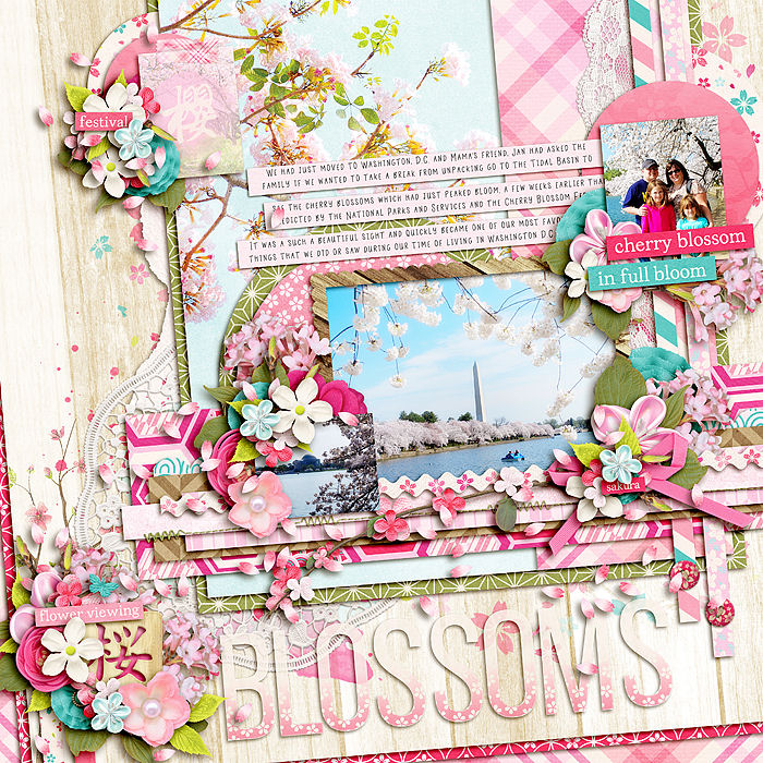 Cherry Blossoms