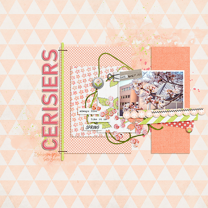 Cherry Blossoms