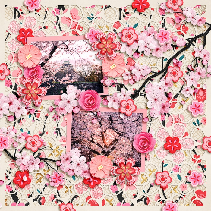 Cherry Blossoms