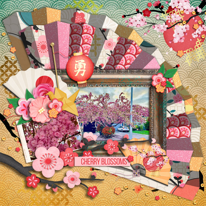Cherry Blossoms