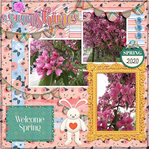 Cherry Trees