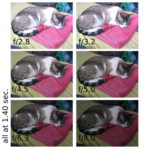 Chibi the cat - various exposures