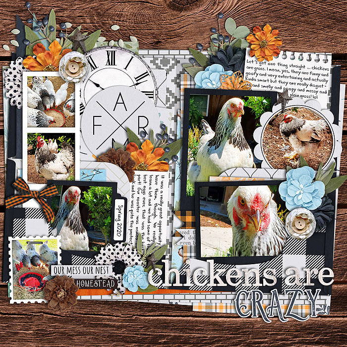 Chickens are Crazy