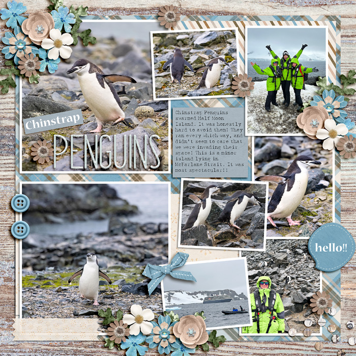 Chinstrap Penguins