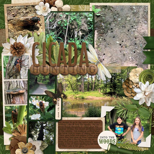Cicada Hunting