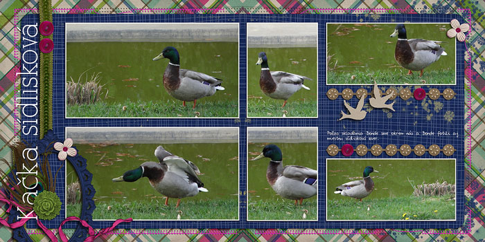 City ducks