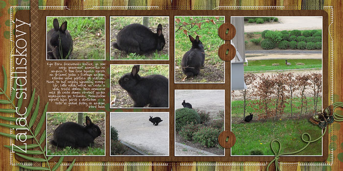 City rabbit