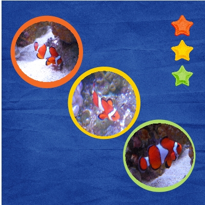 Clown fish