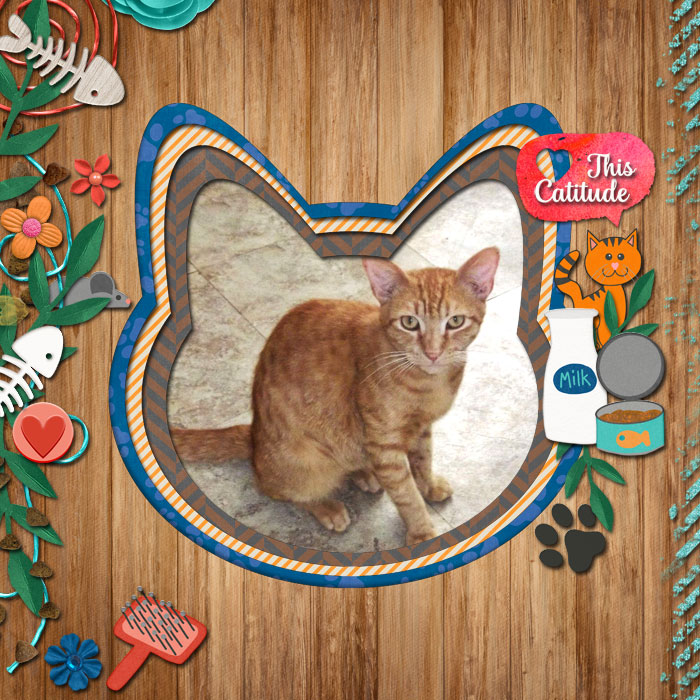 cmg-purrfect-kitty