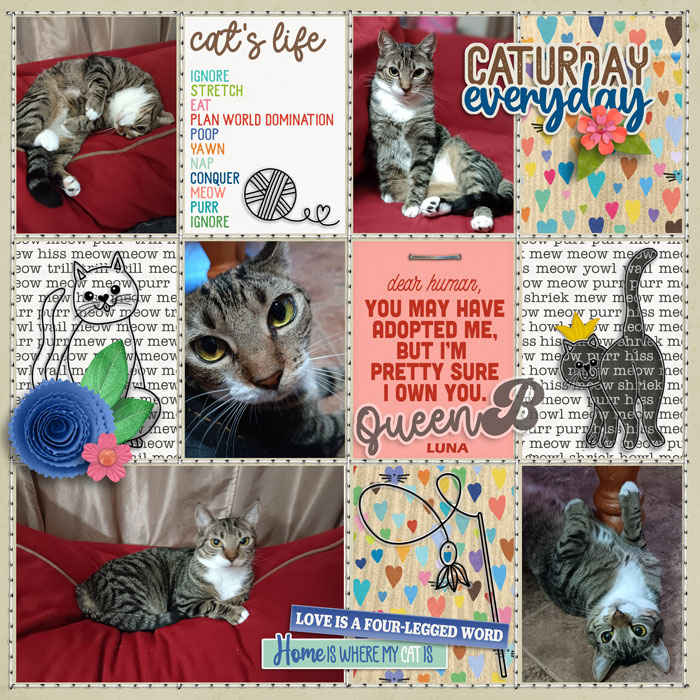cmg-purrfectkitty-catcrazy-scrappypenguin