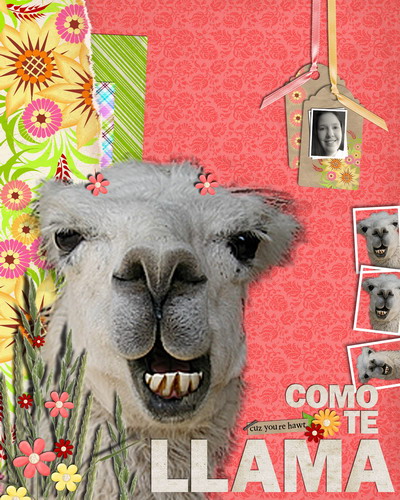 Come te LLAMA???