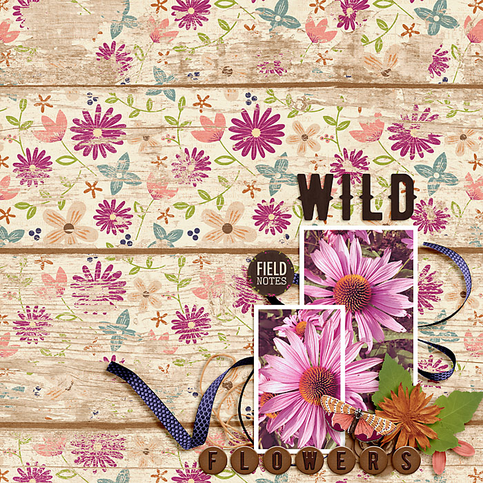 Coneflowers