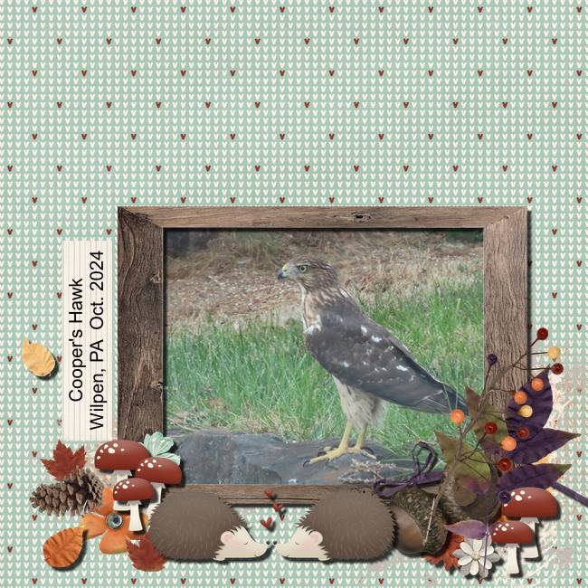 Cooper's Hawk