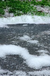 Cottonwood "Snow"