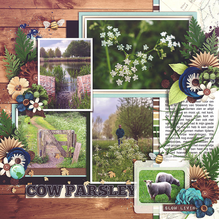 Cow parsley