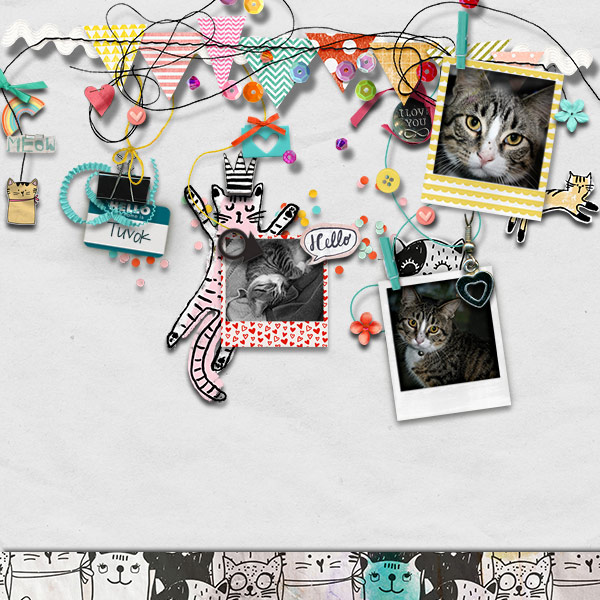 Crazy Cat