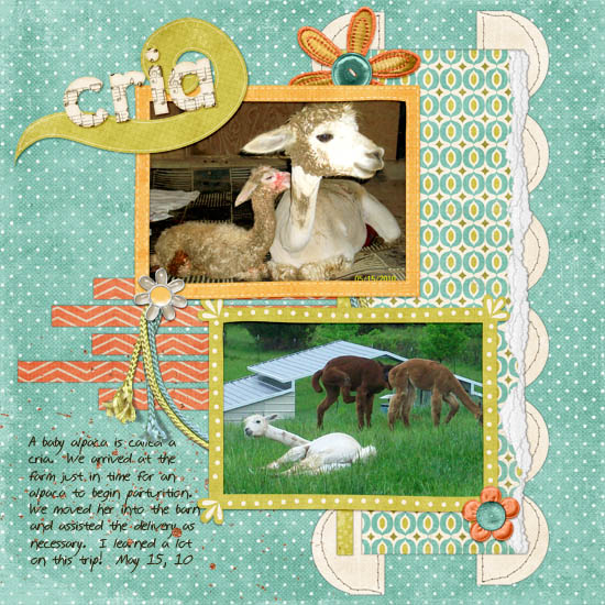 Cria = baby alpaca