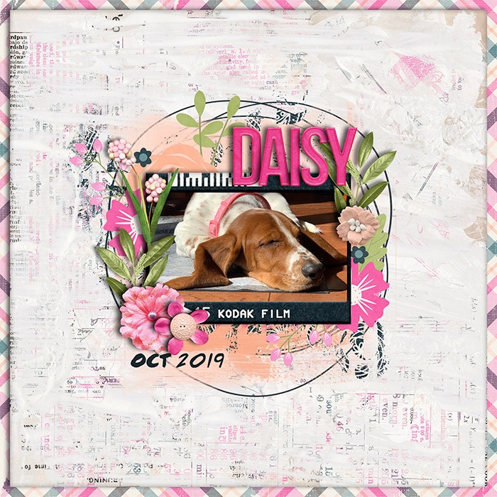 Daisy
