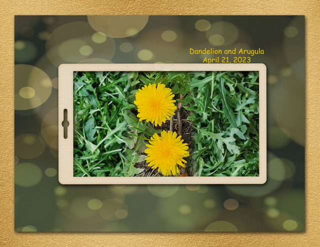 Dandelion and Arugula