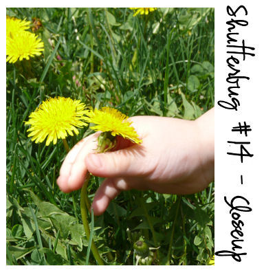 Dandelion Day