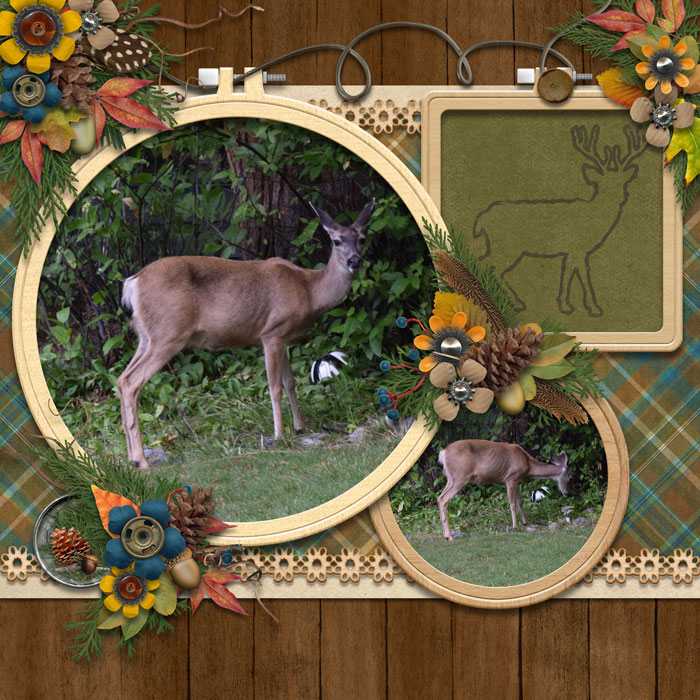 Deer