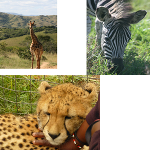 destination africa