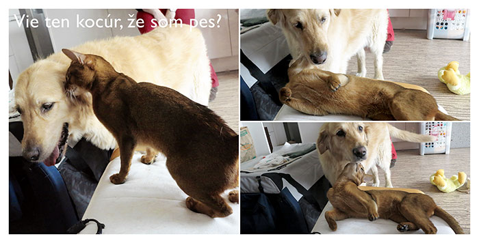 Does that cat know I'm actually a dog?