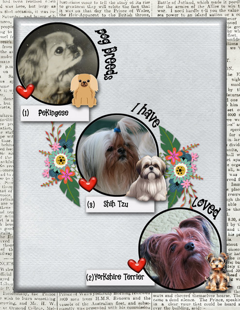Dog Breeds I Have Loved