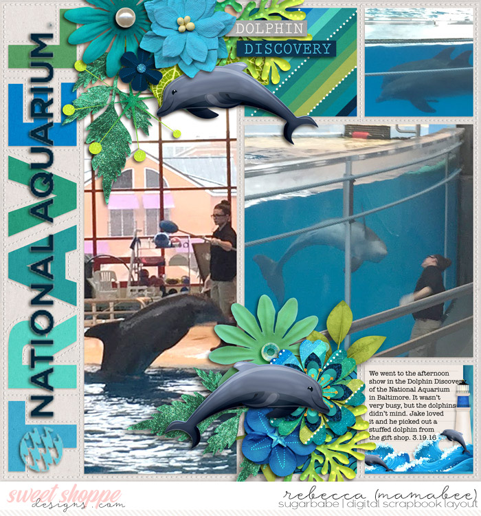 Dolphin discovery