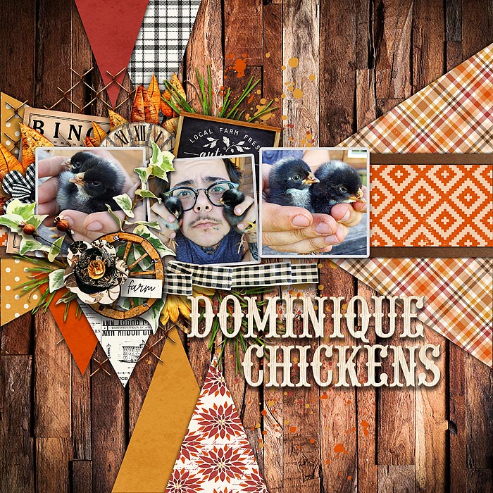 Dominique Chickens