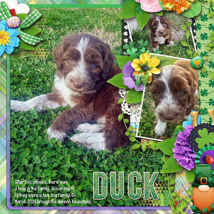 Duck