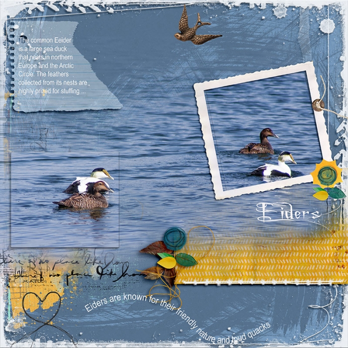 Eider Ducks