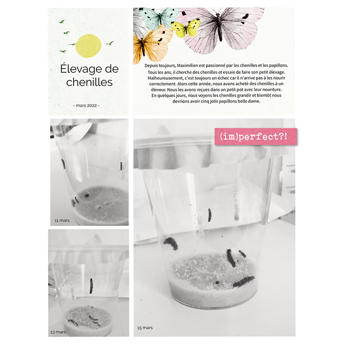 Elevage de chenilles