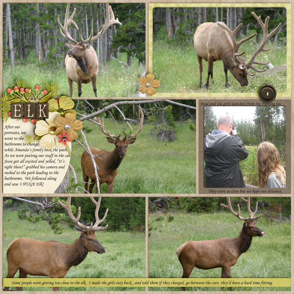 Elk 1