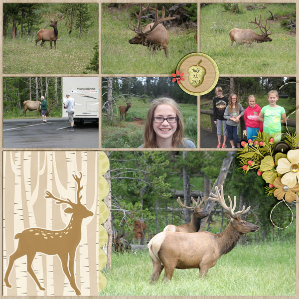 Elk 2