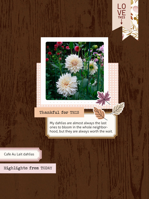 Fall Dahlias