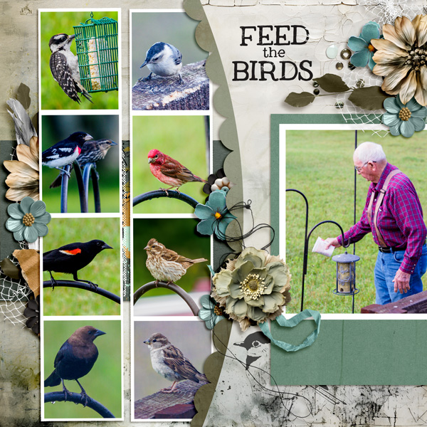 Feed the Birds