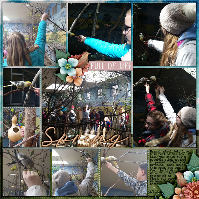 Feeding Birds