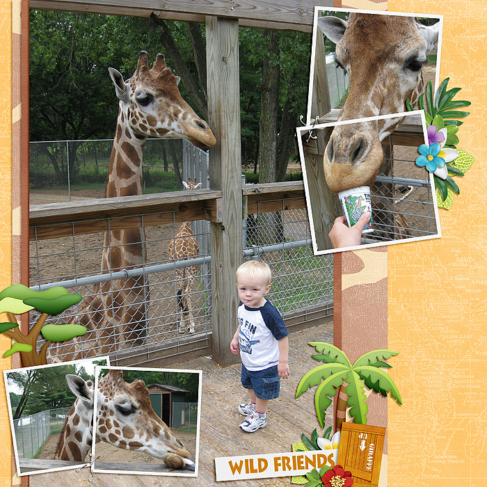 Feeding Giraffes