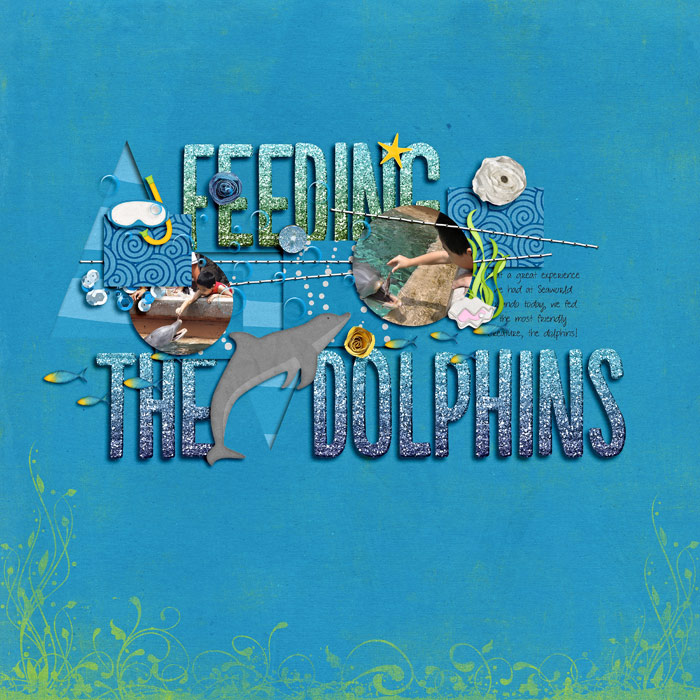 feeding the dolphins
