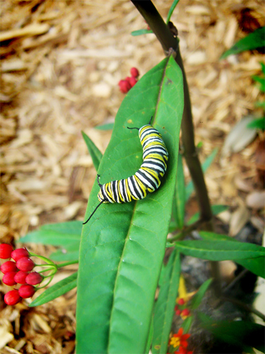 First Caterpillar