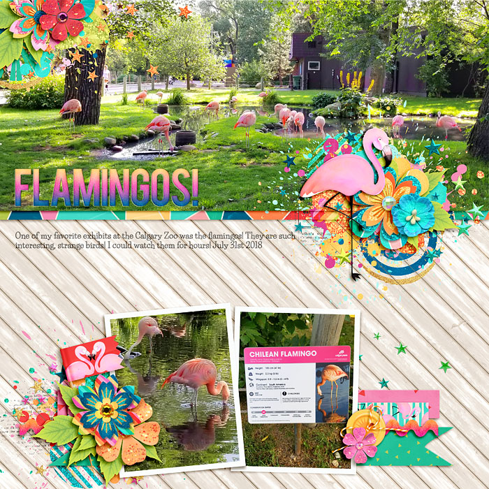 Flamingos!